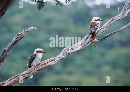 Der lachende Kookaburra (Dacelo novaeguineae), zwei, auf einem Baumzweig, seitlich, sitzend, Wilsons Promontory National Park, Victoria, Australien Stockfoto