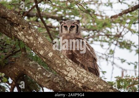 Eine Adler-Eule von Verreaux, die am frühen Morgen in Olare Motorogi Conservancy, Kenia, Afrika auf einem Baumzweig sitzt. Stockfoto