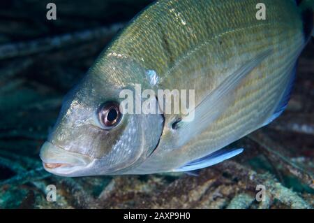 Sargo oder weißer Seabream (Diplodus Sargus) Nahaufnahme im Naturpark Ses Salines (Formtera, Pityuses, Balearen, Mittelmeer, Spanien) Stockfoto