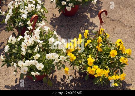 Gartengeschäft. Pansies in hängenden Töpfen warten auf Käufer. Stockfoto
