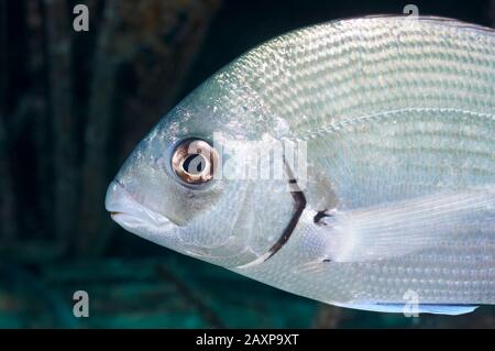 Sargo oder weißer Seabream (Diplodus Sargus) Nahaufnahme im Naturpark Ses Salines (Formtera, Pityuses, Balearen, Mittelmeer, Spanien) Stockfoto