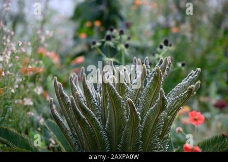 Cycad, Cycaden, junge Pflanzen, neues Wachstum, Blätter, Laub, immergrün, eryngium guatamalense, Dahlien, linaria,, gemischte Bepflanzung c Stockfoto