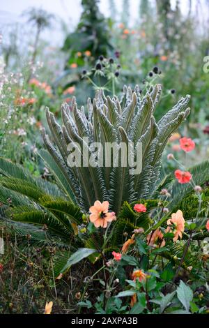 Cycad, Cycaden, junge Pflanzen, neues Wachstum, Blätter, Laub, immergrün, eryngium guatamalense, Dahlien, linaria,, gemischte Bepflanzung c Stockfoto