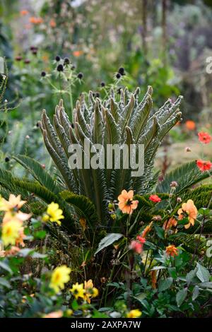 Cycad, Cycaden, junge Pflanzen, neues Wachstum, Blätter, Laub, immergrün, eryngium guatamalense, Dahlien, linaria,, gemischte Bepflanzung c Stockfoto