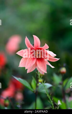 Dahlia, peinige Dahlien, Setzling, orangefarbene rote Blume, Blumen, Blüte, RM geblüht Stockfoto