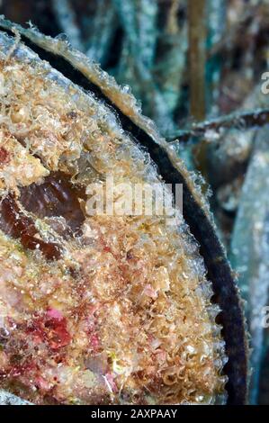 Nahaufnahme eines edlen Stifts (Pinna nobilis) im Naturpark Ses Salines (Formtera, Balearen, Mittelmeer, Spanien) Stockfoto