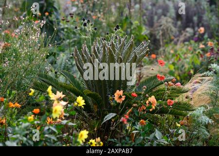 Cycad, Cycaden, junge Pflanzen, neues Wachstum, Blätter, Laub, immergrün, eryngium guatamalense, Dahlien, linaria,, gemischte Bepflanzung c Stockfoto
