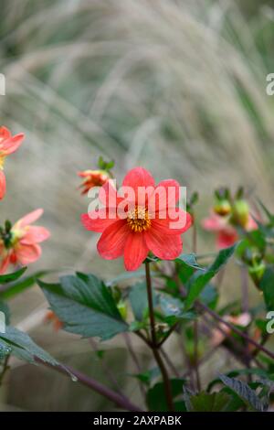 Dahlia, Einzeldahlien, Sämling, orangefarbene rote Blume, Blumen, Blüte, RM-Blumenmuster Stockfoto