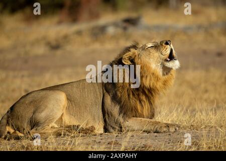 Löwe (Panthera Leo) Brausen Stockfoto