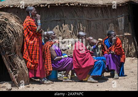 Masai-Frau rasiert den Kopf einer anderen Masai-Frau vor einem Masai-Dung-Haus. Stockfoto