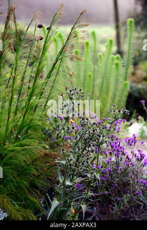 Yucca leaved Sea Holly, Eryngium Yuccifolium, weiße Blumen, blättriger Brakt, Brakteen, Blume, Blumen, Blüte, gemischter Rand, Pflanzkombination, RM Floral Stockfoto