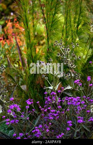 Yucca leaved Sea Holly, Eryngium Yuccifolium, weiße Blumen, blättriger Brakt, Brakteen, Blume, Blumen, Blüte, gemischter Rand, Pflanzkombination, RM Floral Stockfoto