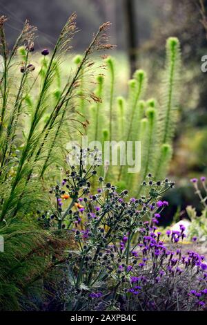 Yucca leaved Sea Holly, Eryngium Yuccifolium, weiße Blumen, blättriger Brakt, Brakteen, Blume, Blumen, Blüte, gemischter Rand, Pflanzkombination, RM Floral Stockfoto