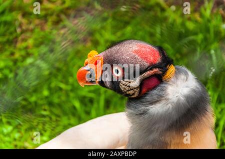 Sehr nahe Schuss von Königsgeier mit rotem Hut und gelber Nase Stockfoto