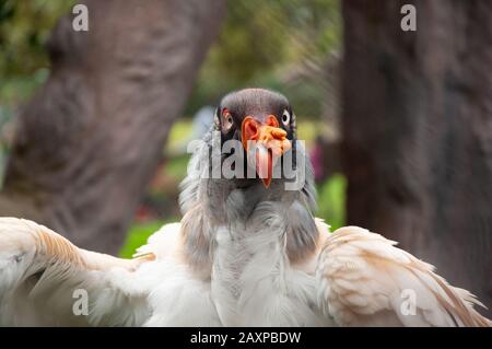 Sehr nahe Schuss von einem Königsgeiervogel Stockfoto