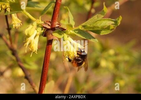 Ein extrem wichtiger Moment, die Bestäubung von Blumen durch Insekten, vor allem Hummeln. Die Honigbeere (Lonicera caerulea)-während der Blüte. Stockfoto