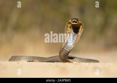 Die schnürte Kobra (Naja annulifera), auch gebänderte ägyptische Kobra genannt, ist eine hochvenöse Kobraart, die im südlichen Afrika vorkommt. Stockfoto