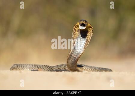 Die schnürte Kobra (Naja annulifera), auch gebänderte ägyptische Kobra genannt, ist eine hochvenöse Kobraart, die im südlichen Afrika vorkommt. Stockfoto