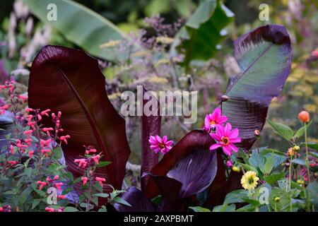 Ensete ventricosum Maurelii, äthiopische Banane, Abessinische Banane, rote Banane, Salvia, Dahlia, Mischung, gemischt, tropisch, exotisch, Bett, Rand, RM Floral Stockfoto