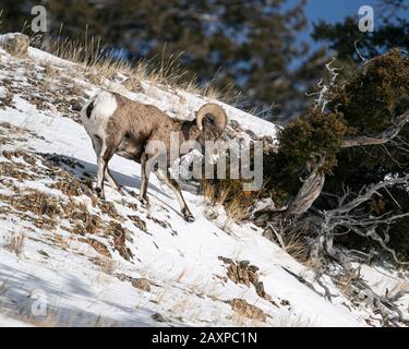 Bighorn-Schafe finden in den eisigen Winter-Temperuren des Yellowstone-Nationalparks eine Möglichkeit zum Überleben Stockfoto