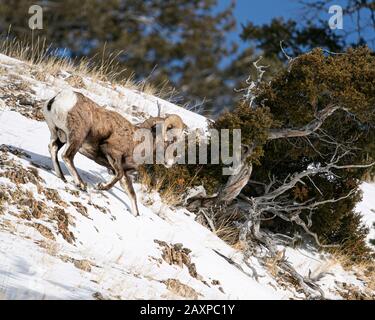 Bighorn-Schafe finden in den eisigen Winter-Temperuren des Yellowstone-Nationalparks eine Möglichkeit zum Überleben Stockfoto