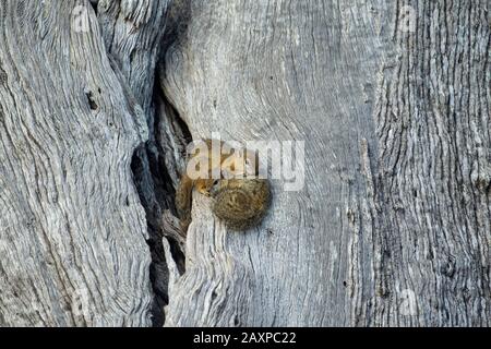 Baumhörnchen oder Smith's Bush Squirrel (Paraxerus cepapi) Stockfoto