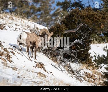 Bighorn-Schafe finden in den eisigen Winter-Temperuren des Yellowstone-Nationalparks eine Möglichkeit zum Überleben Stockfoto