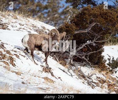 Bighorn-Schafe finden in den eisigen Winter-Temperuren des Yellowstone-Nationalparks eine Möglichkeit zum Überleben Stockfoto