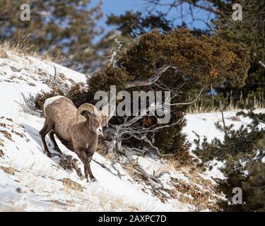 Bighorn-Schafe finden in den eisigen Winter-Temperuren des Yellowstone-Nationalparks eine Möglichkeit zum Überleben Stockfoto