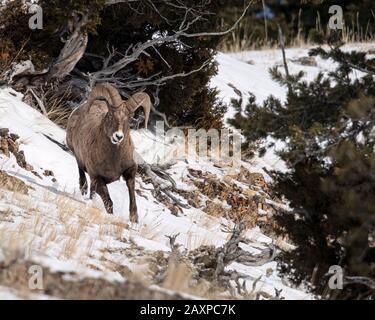 Bighorn-Schafe finden in den eisigen Winter-Temperuren des Yellowstone-Nationalparks eine Möglichkeit zum Überleben Stockfoto