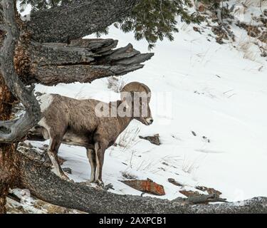 Bighorn-Schafe finden in den eisigen Winter-Temperuren des Yellowstone-Nationalparks eine Möglichkeit zum Überleben Stockfoto