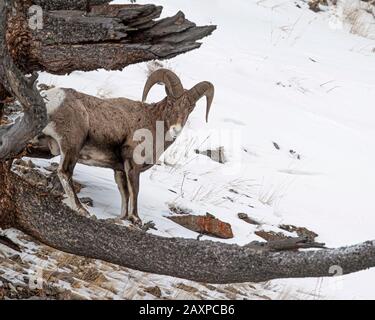 Bighorn-Schafe finden in den eisigen Winter-Temperuren des Yellowstone-Nationalparks eine Möglichkeit zum Überleben Stockfoto