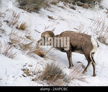 Bighorn-Schafe finden in den eisigen Winter-Temperuren des Yellowstone-Nationalparks eine Möglichkeit zum Überleben Stockfoto