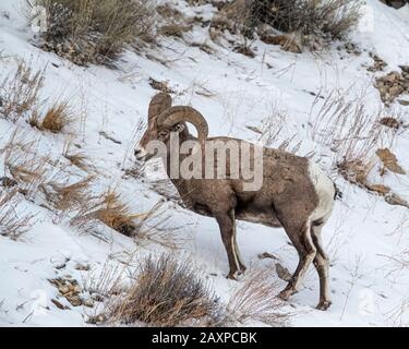 Bighorn-Schafe finden in den eisigen Winter-Temperuren des Yellowstone-Nationalparks eine Möglichkeit zum Überleben Stockfoto