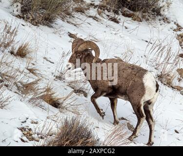 Bighorn-Schafe finden in den eisigen Winter-Temperuren des Yellowstone-Nationalparks eine Möglichkeit zum Überleben Stockfoto