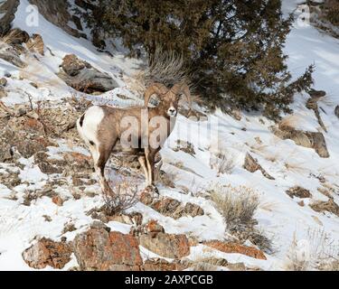 Bighorn-Schafe finden in den eisigen Winter-Temperuren des Yellowstone-Nationalparks eine Möglichkeit zum Überleben Stockfoto