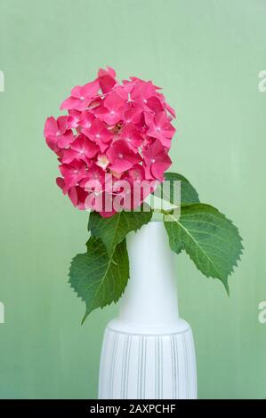 Hortensienblüte in weißer Vase Stockfoto