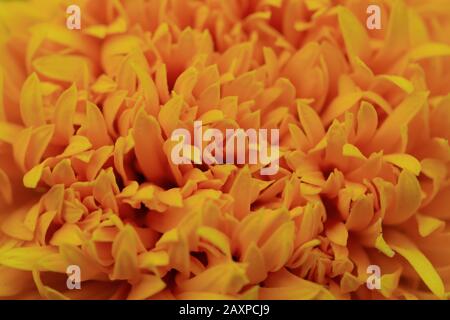 Nahaufnahme der Marigold-Blume Stockfoto