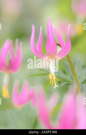 Pink Fawn Liliies (Erythronium revolutum) Honeymoon Bay Ecological Reserve, Vancouver Island, British Columbia, Kanada Stockfoto