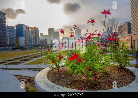 Schöner Nakanoshima-Rosengarten in Osaka. Beginn der Sakura ( Kirschblüte ) Stockfoto