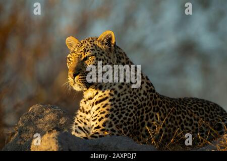 Afrikanischer Leopard (Panthera pardus pardus) in der frühen Morgensonne Stockfoto