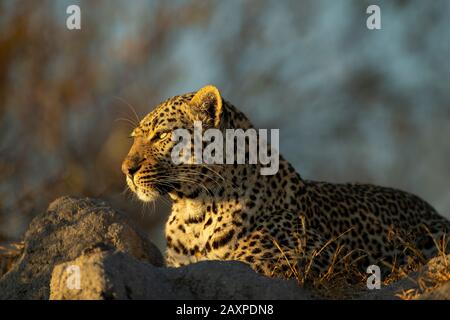 Afrikanischer Leopard (Panthera pardus pardus) während des frühen Morgenlichts Stockfoto