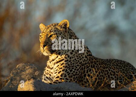 Afrikanischer Leopard (Panthera pardus pardus) nach Sonnenaufgang Stockfoto