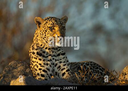 Afrikanischer Leopard (Panthera pardus pardus) nach Sonnenaufgang Stockfoto