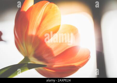 Tulip in der Hintergrundbeleuchtung, Nahaufnahme Stockfoto