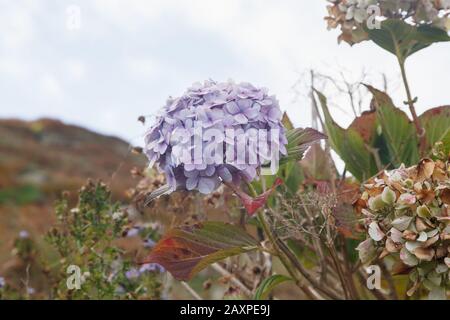 Landschaft auf der Reise von Calais über Dover nach Lands End, Great Malvern und den Malvern Hills und über Oxford nach London, Vegetation, Pflanzenhydrangea Stockfoto