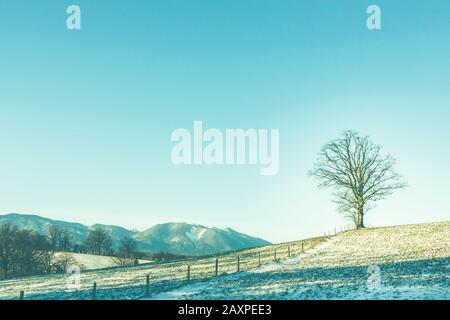 Ein Baum vor den verschneiten Bergen der bayerischen alpen. Stockfoto
