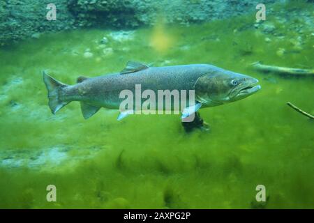 Huchen, Hucho hucho, unter Wasser Foto Stockfoto