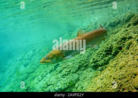 Huchen, Hucho hucho, unter Wasser Foto Stockfoto