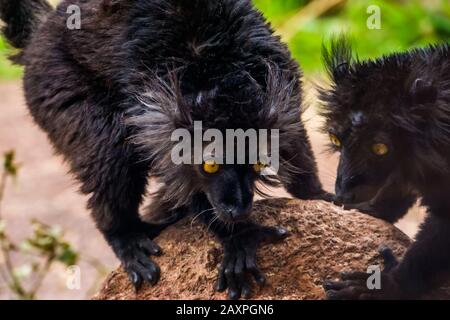 Männlicher schwarzer Lemur mit dem Gesicht im Nahaufnahme, tropischer Primas aus madagaskar, verletzlicher Tierspezie Stockfoto